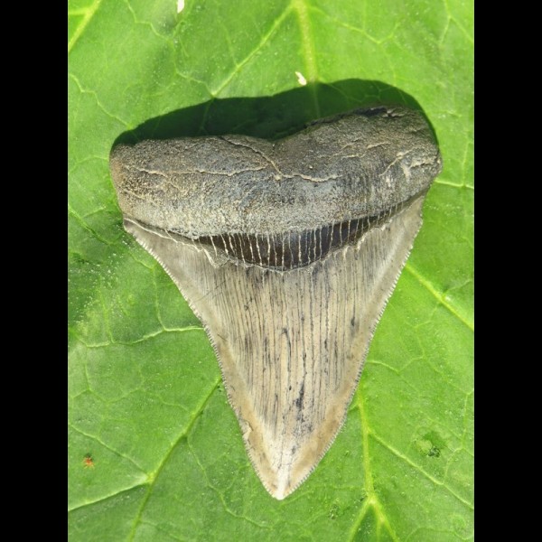 9,1cm scharfer Megalodon Haizahn Hai