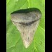 9,1cm scharfer Megalodon Haizahn Hai