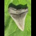 9,1cm scharfer Megalodon Haizahn Hai