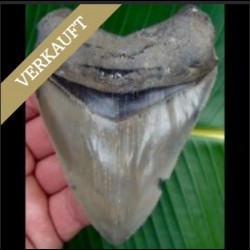 Verkaufte Zähne des Megalodon