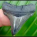 4,3cm traumhafter Chubutensis Haizahn Megalodon