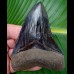 10,3cm Museumsqualität fantastischer Haizahn Megalodon