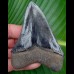 10,3cm Museumsqualität fantastic shark tooth Megalodon