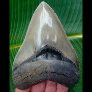 13,1cm fantastischer Megalodon Haizahn