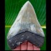 13,1cm fantastischer Megalodon Haizahn