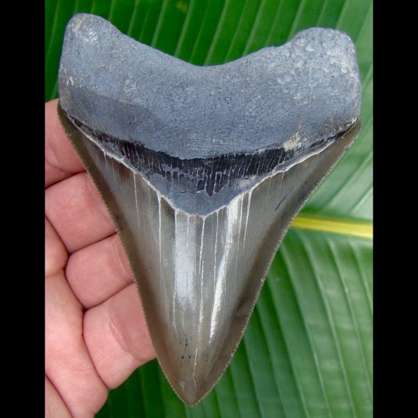 10,1cm rasiermesserscharfer Megalodon Haizahn