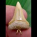 2,8cm wonderful shark tooth weißer shark Halsketten Anhänger 10K Gold