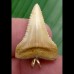 2,8cm wonderful shark tooth weißer shark Halsketten Anhänger 10K Gold