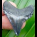 4,3cm traumhafter Chubutensis Haizahn Megalodon