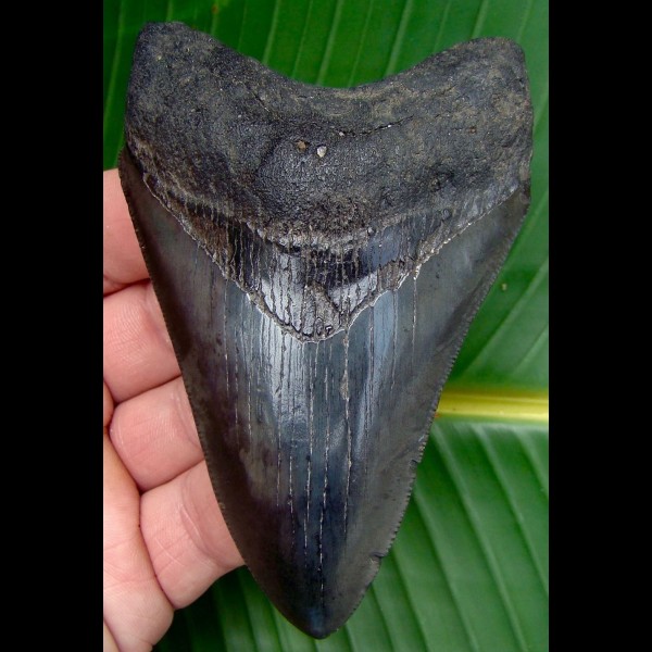 10,3cm sehr guter Megalodon mit toller Farbe