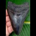 10,3cm sehr guter Megalodon mit toller Farbe