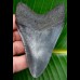 10,3cm sehr guter Megalodon mit toller Farbe