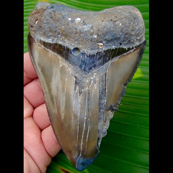 11,9cm scharfer, farbiger Megalodon