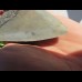 11,1cm scharfer Haizahn des Megalodon Hai