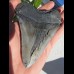 11,8cm scharfer Haizahn des Megalodon Hai