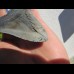 11,8cm scharfer Haizahn des Megalodon Hai
