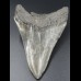 10,9cm Haizahn des Megalodon Hai