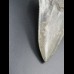 10,9cm Haizahn des Megalodon Hai