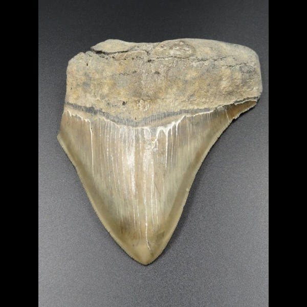 10,9cm Haizahn des Megalodon Hai