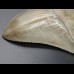 10,9cm Haizahn des Megalodon Hai