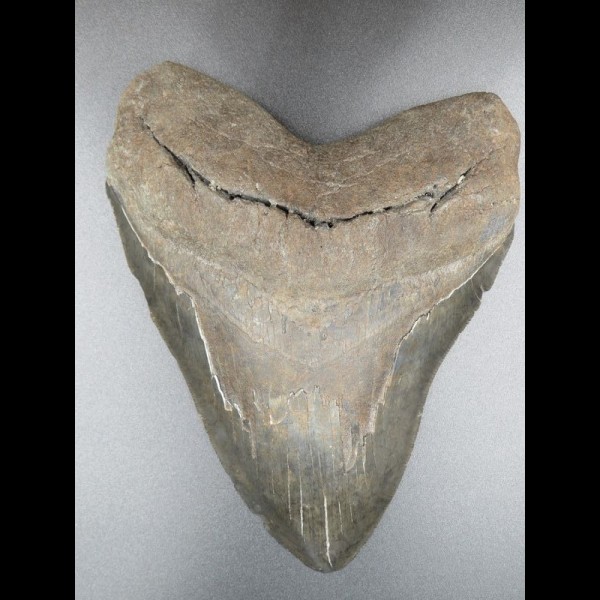 14,9 cm riesiger guter Zahn des Megalodon