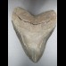 14,9 cm riesiger guter Zahn des Megalodon
