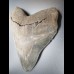 14,9 cm riesiger guter Zahn des Megalodon