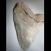 14,9 cm riesiger guter Zahn des Megalodon