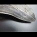 14,9 cm riesiger guter Zahn des Megalodon