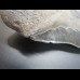 14,9 cm riesiger guter Zahn des Megalodon
