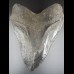 14,9 cm riesiger guter Zahn des Megalodon