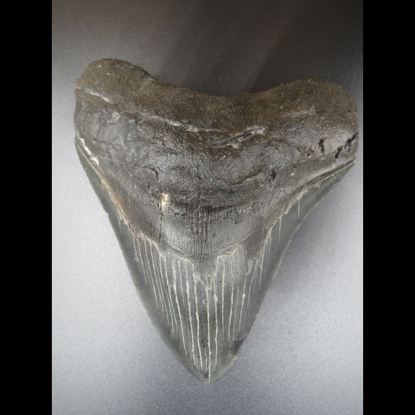 12,5cm Haizahn des Megalodon Hai