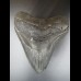 12,5cm Haizahn des Megalodon Hai