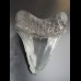 12,5cm Haizahn des Megalodon Hai