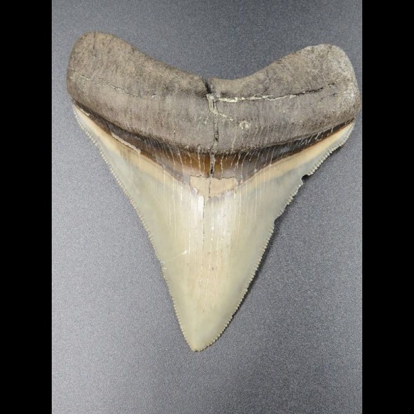 8,7cm Haizahn des Megalodon Hai