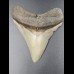 8,7cm Haizahn des Megalodon Hai