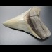 8,7cm Haizahn des Megalodon Hai