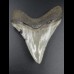 8,7cm Haizahn des Megalodon Hai