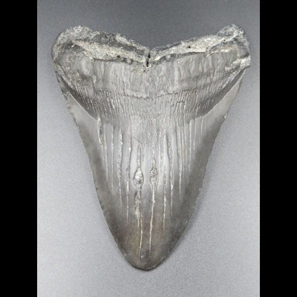 13,7cm Haizahn des Megalodon Hai