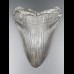 13,7cm Haizahn des Megalodon Hai