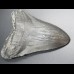 13,7cm Haizahn des Megalodon Hai
