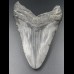 13,7cm Haizahn des Megalodon Hai