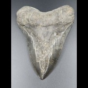 14,8cm Haizahn des Megalodon Hai