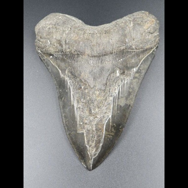 14,8cm shark tooth of Megalodon shark