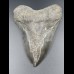 14,8cm shark tooth of Megalodon shark