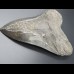14,8cm shark tooth of Megalodon shark