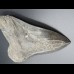 14,8cm Haizahn des Megalodon Hai