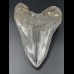 14,8cm shark tooth of Megalodon shark