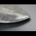 14,8cm shark tooth of Megalodon shark