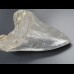 14,8cm shark tooth of Megalodon shark